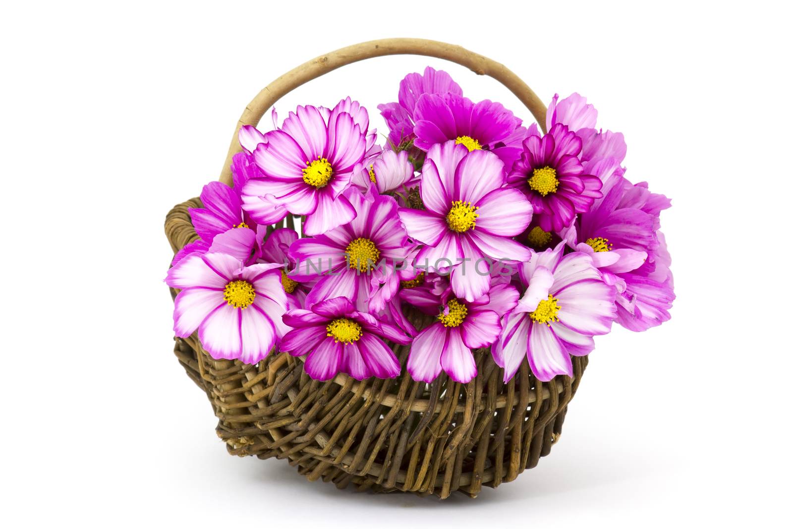 cosmos flowers in a basket  by miradrozdowski