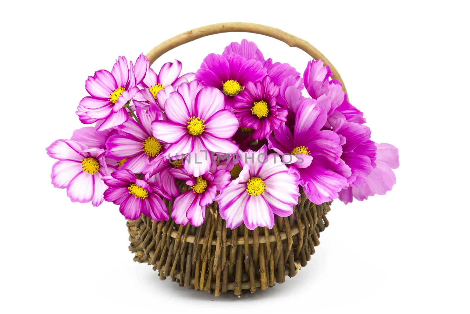 cosmos flowers in a basket on white background