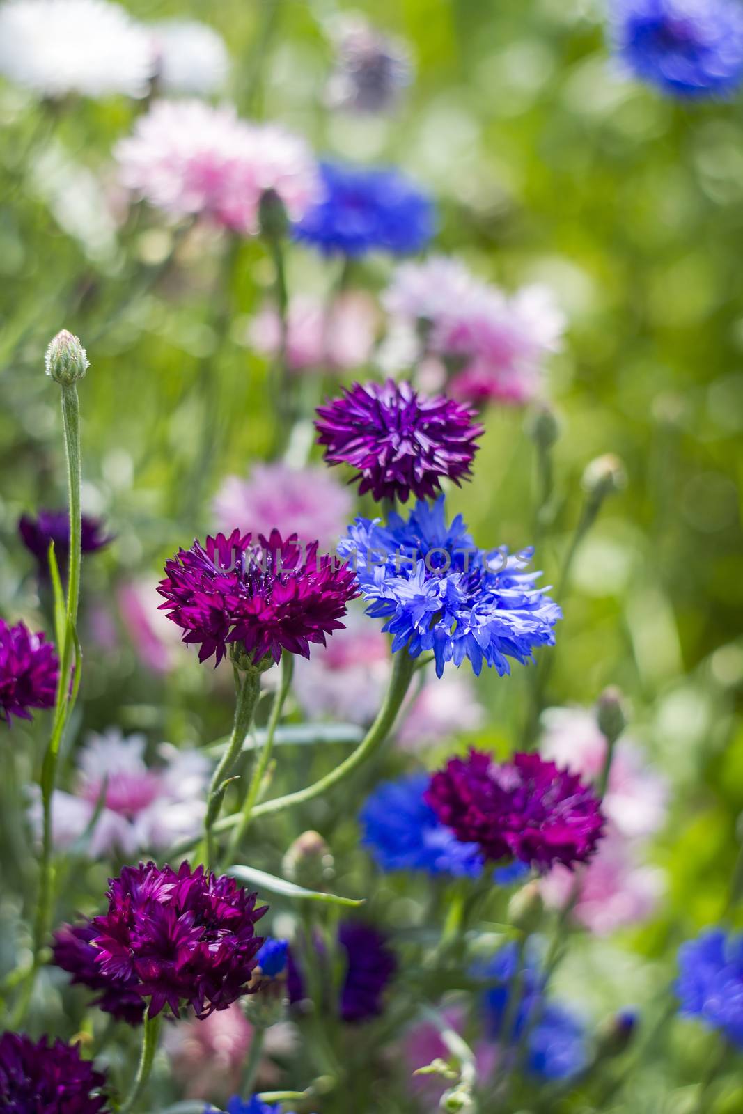 cornflowers by miradrozdowski