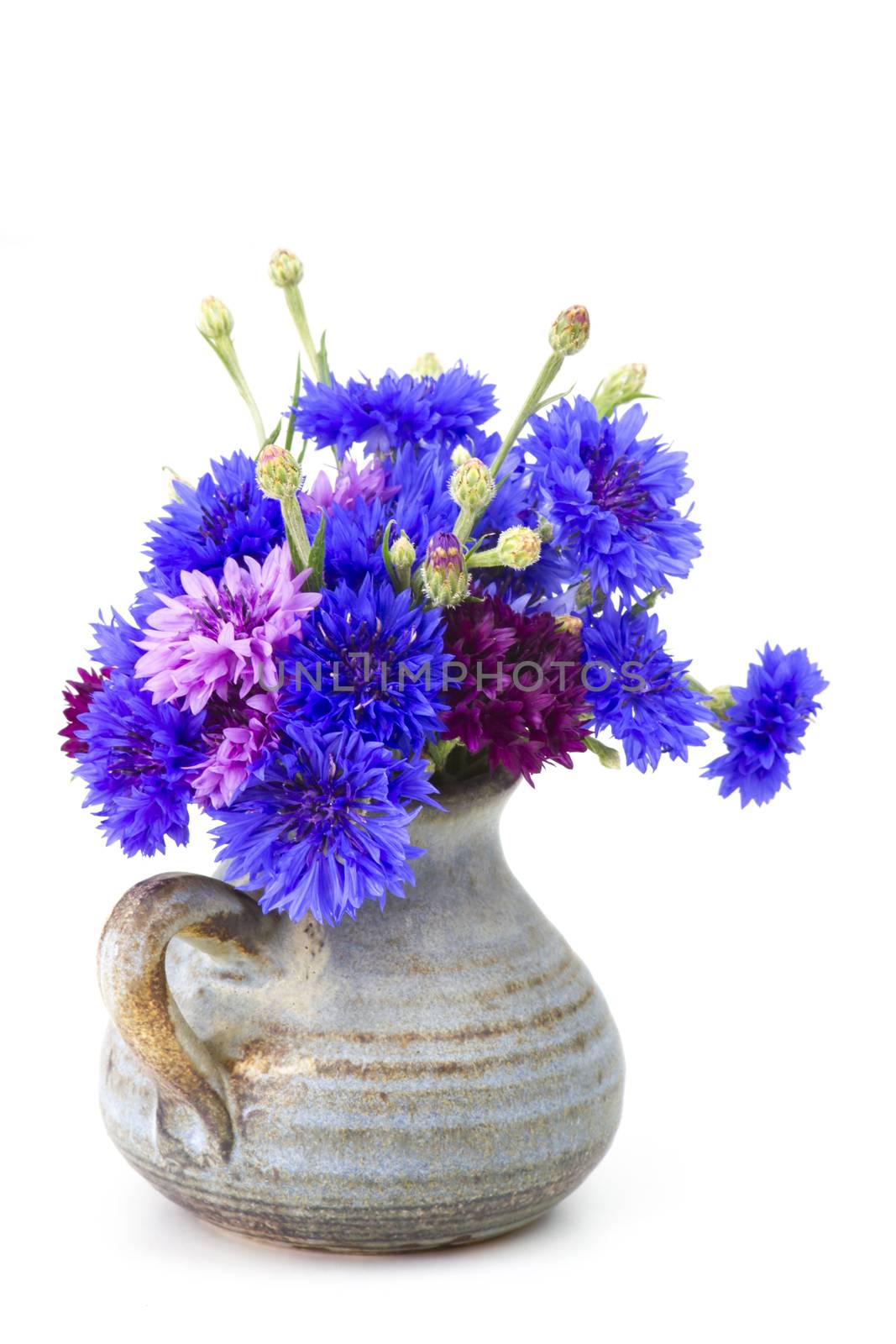 bouquet of cornflowers on white background