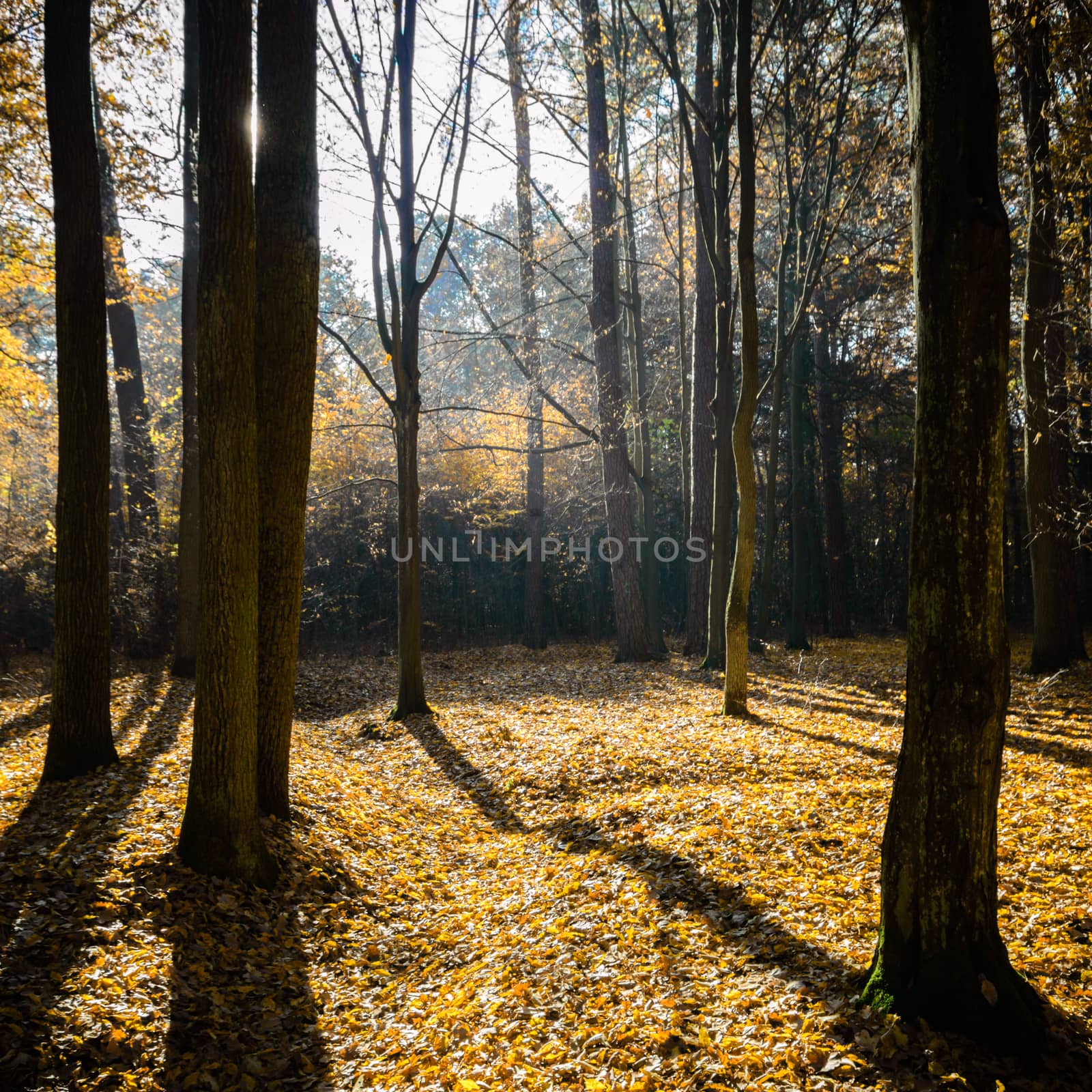 sunlight in the autumn forest, nature series