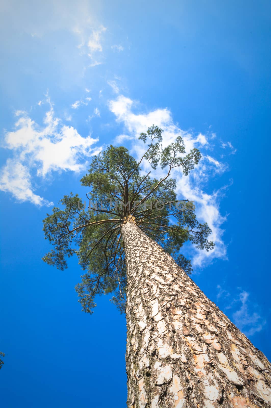 old big tree on color background with blue sky, nature series
