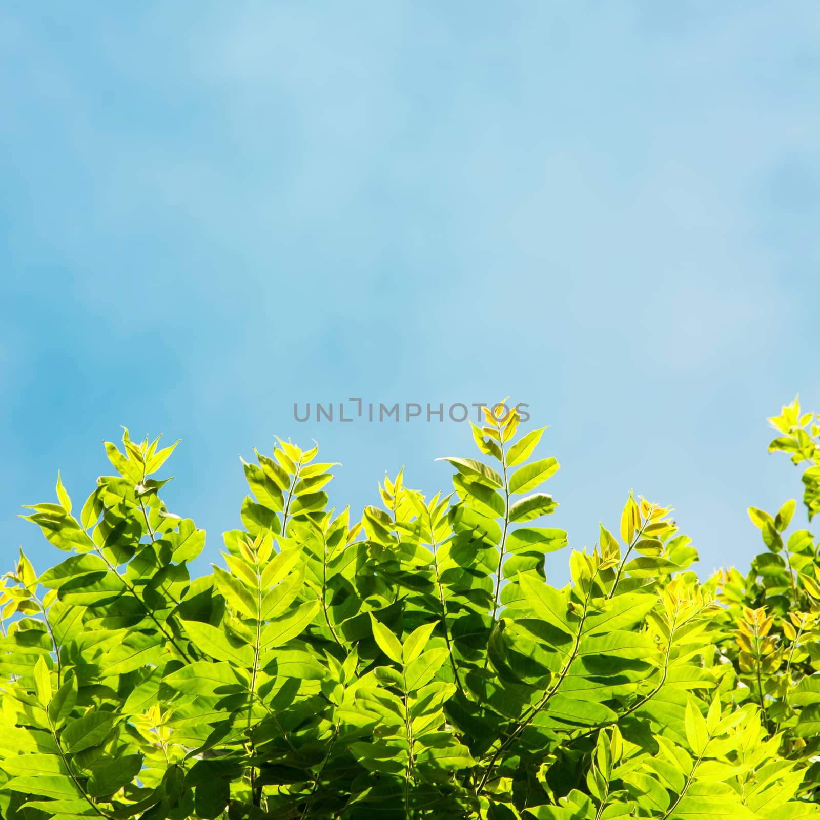 Green leaves shining in the sun on blue sky background