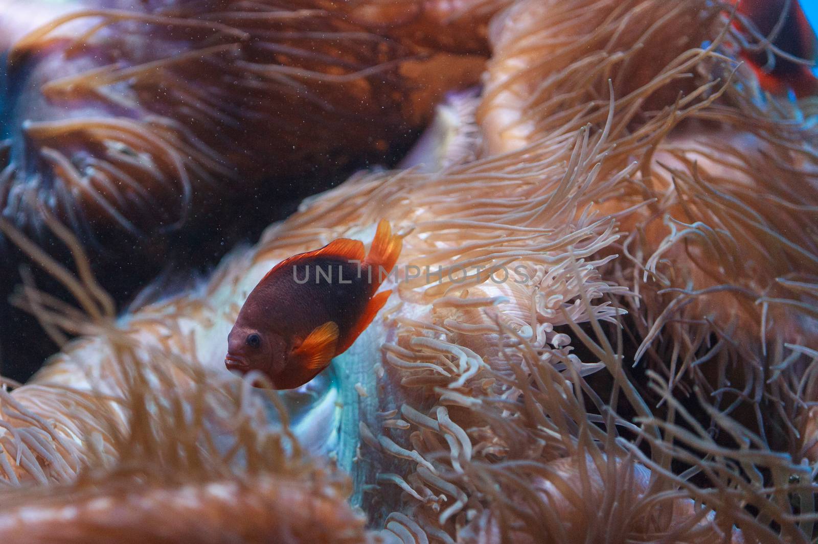 Red saddleback anemonefish by steffstarr