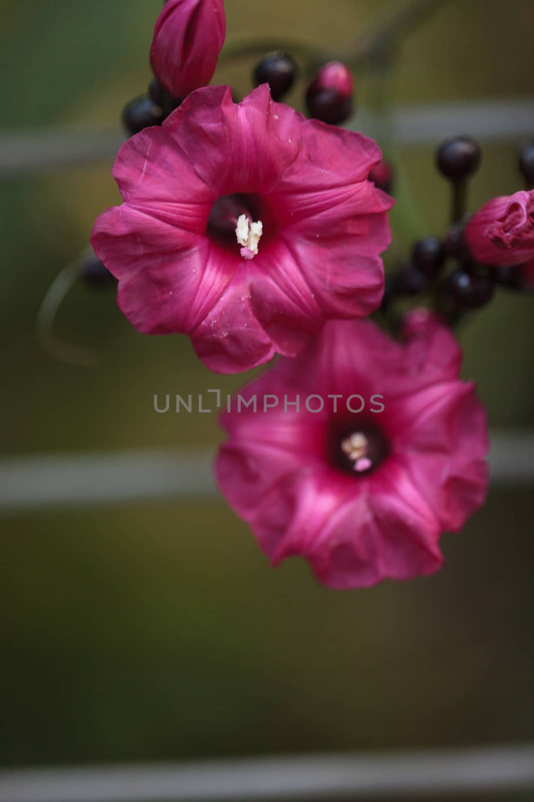 Red purple flower blooms on a tropical vine in a tropical botanical garden in South America.