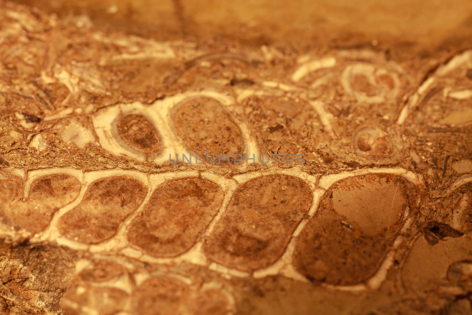 Fossil stone background texture by steffstarr