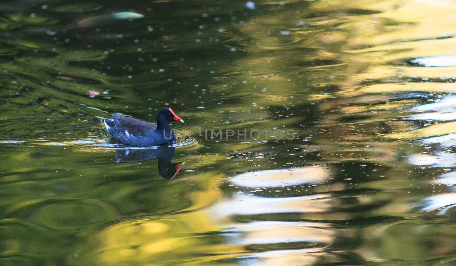 Rosy-billed Pochard, Netta peposaca, duck swims in a pond in South America. The bird has a red bill and black body and head.