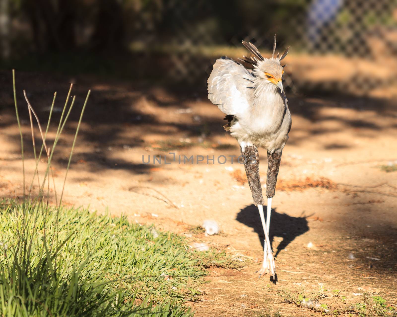 Secretary bird by steffstarr