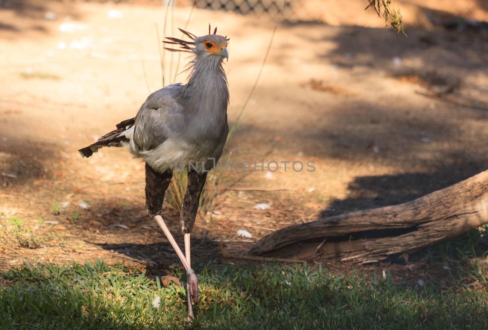 Secretary bird, Sagittarius serpentarius, is endemic to the African savannah and eats snakes.