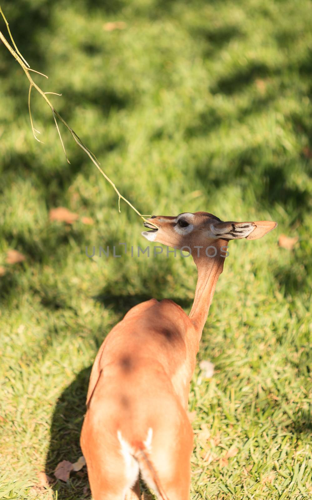 Southern gerenuk by steffstarr