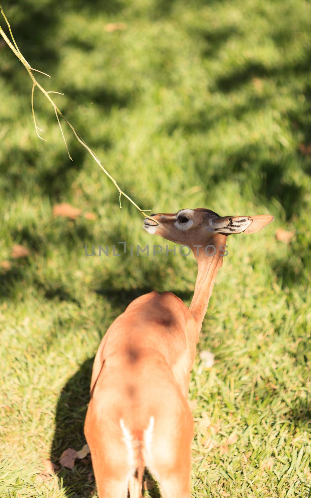 Southern gerenuk by steffstarr