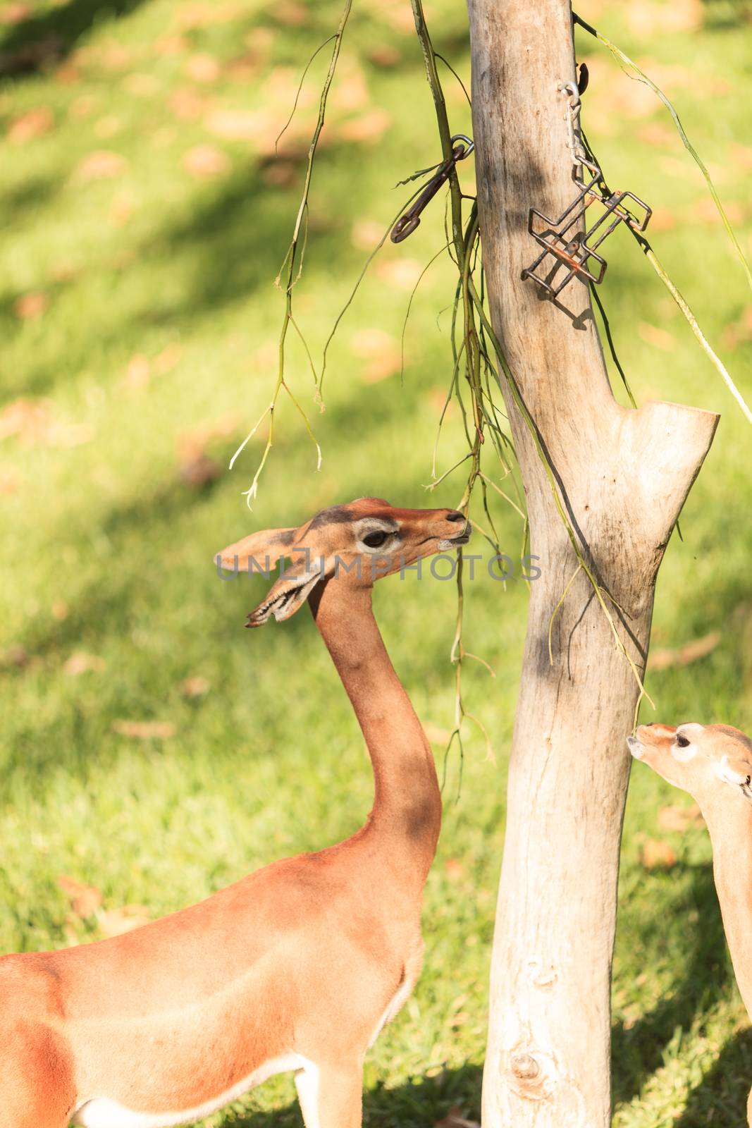 Southern gerenuk by steffstarr