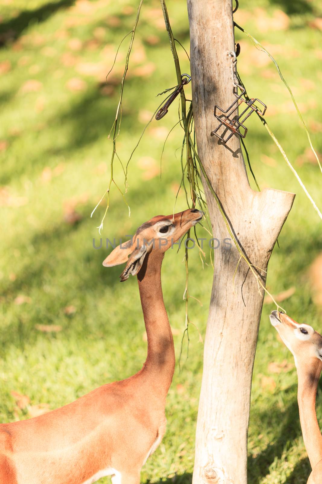 Southern gerenuk, Litocranius walleri, eat leaves off a tree in Africa on the grasslands.