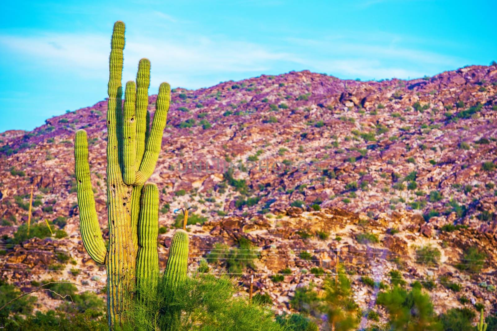 Raw Arizona Landscape with Large Cactus and the Rocky Hill.