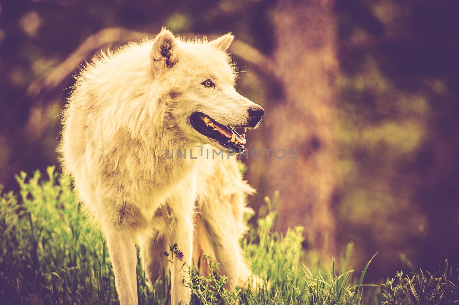 The White Alpha Wolf by welcomia