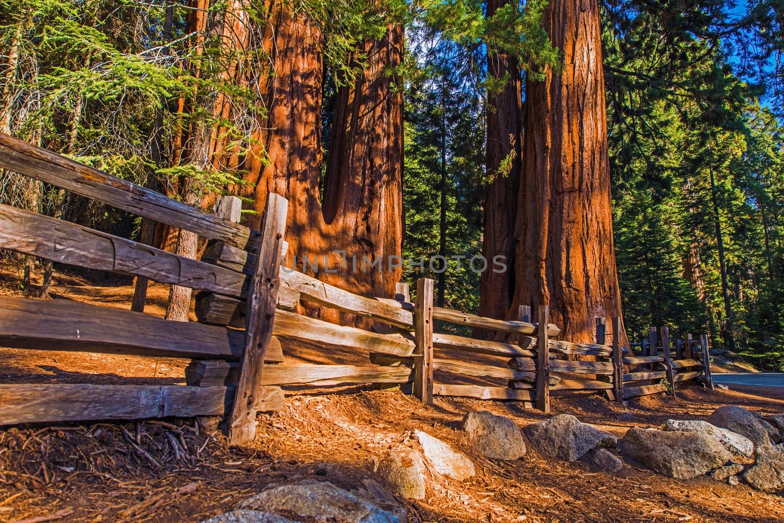 Giant Sequoias Place in Sequoia National Park in California. 