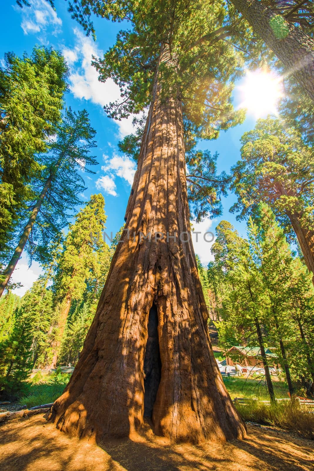 Between Sequoias by welcomia