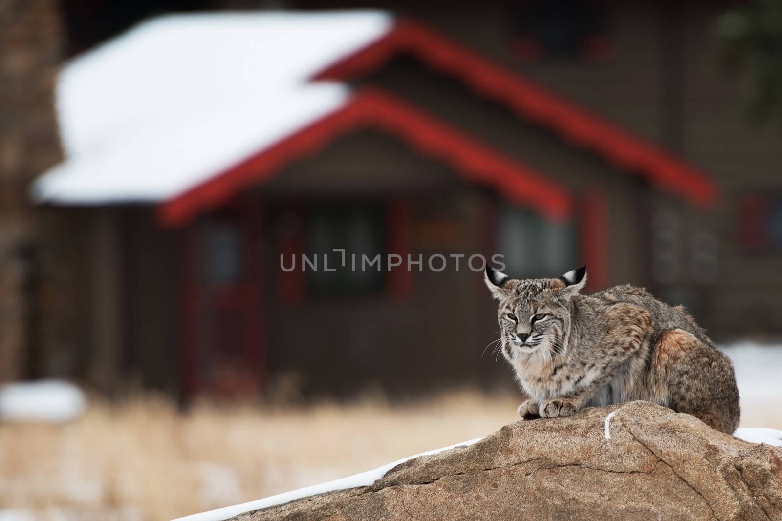 Bobcat in Residential Area by welcomia