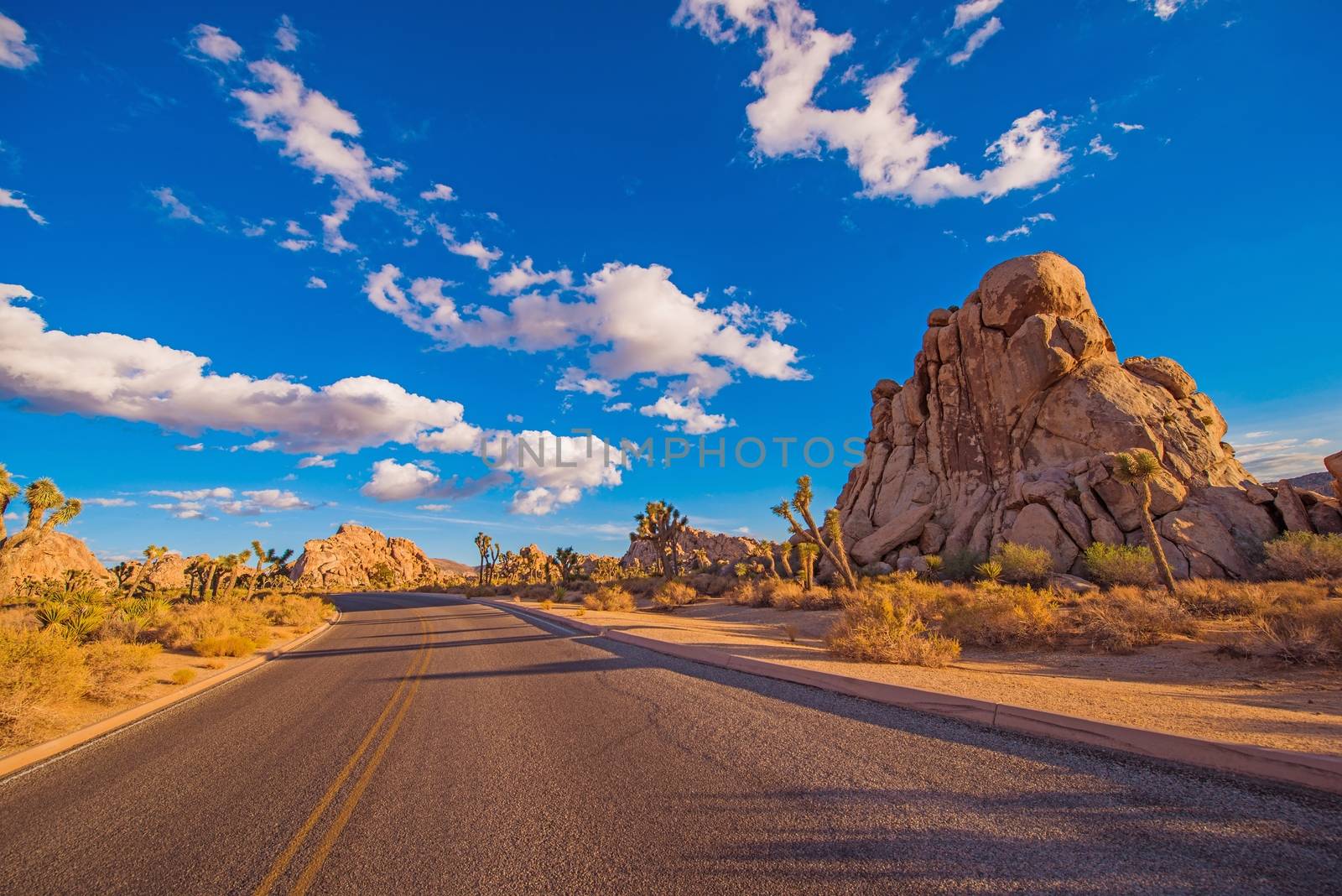 Joshua Tree National Park Interior Scenic Park Road. California, USA.