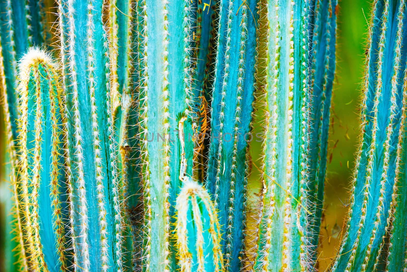 Cactus Specie Closeup Photo. California Cactuses.