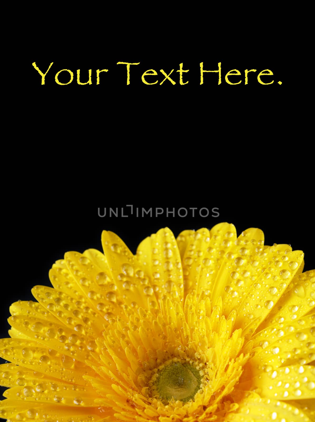 A beautiful closeup view of a vibrant yellow gerbera flower with dew water drops and a contrasting black background.