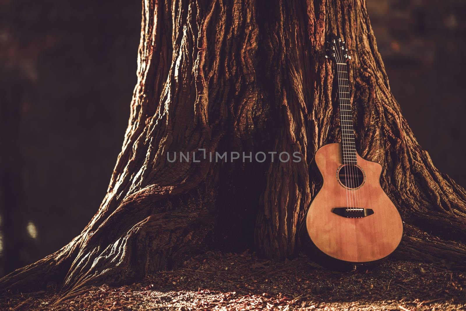 Acoustic Guitar and the Old Tree. Music Theme with Acoustic Guitar.