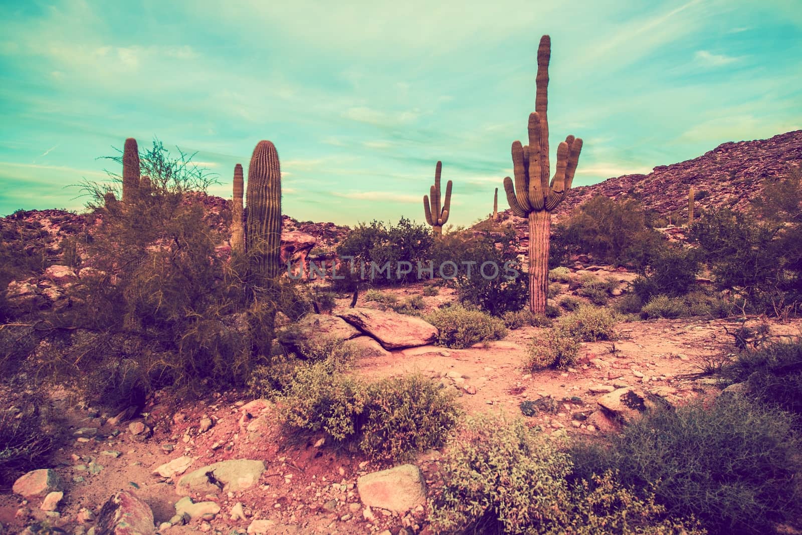 Arizona Desert Landscape Oldschool Color Grading. Arizona, United States.