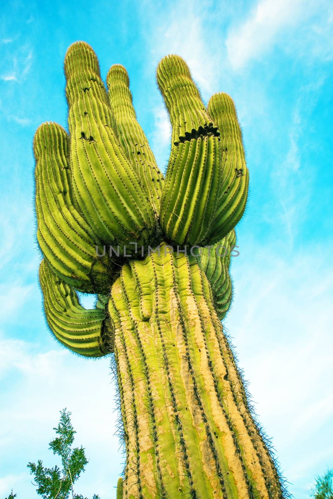 Arizona Organ Pipe Cactus by welcomia