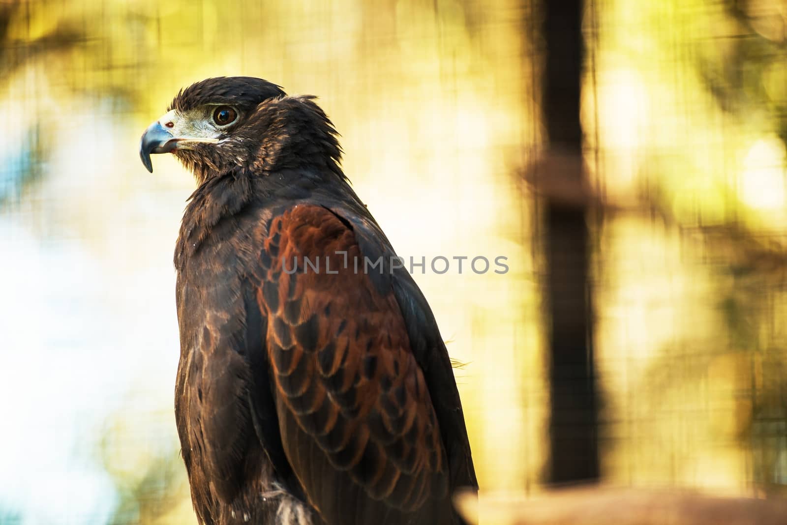 The Bay-Winged Hawk or Dusky Hawk.