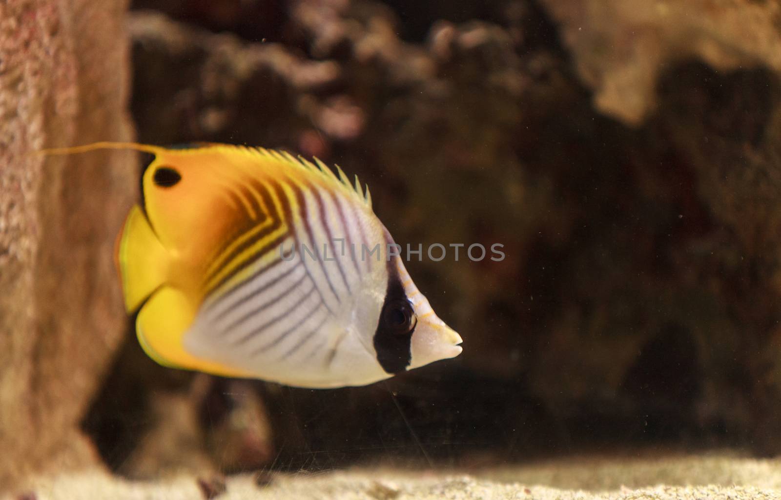 Threadfin butterflyfish, Chaetodon auriga, is a yellow, white and black fish with a sharp, pointed mouth found on the marine reef.
