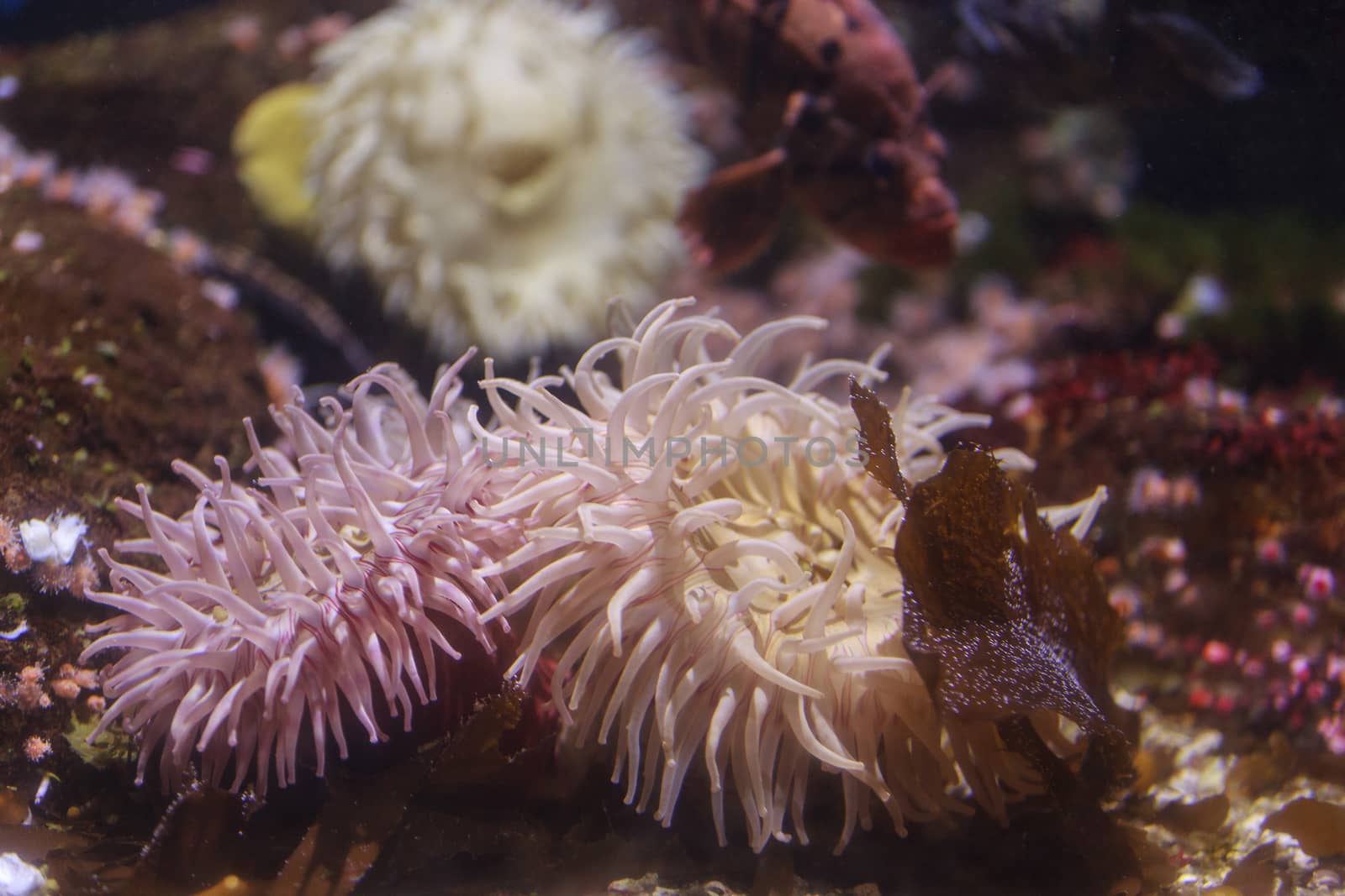 Pink anemone by steffstarr