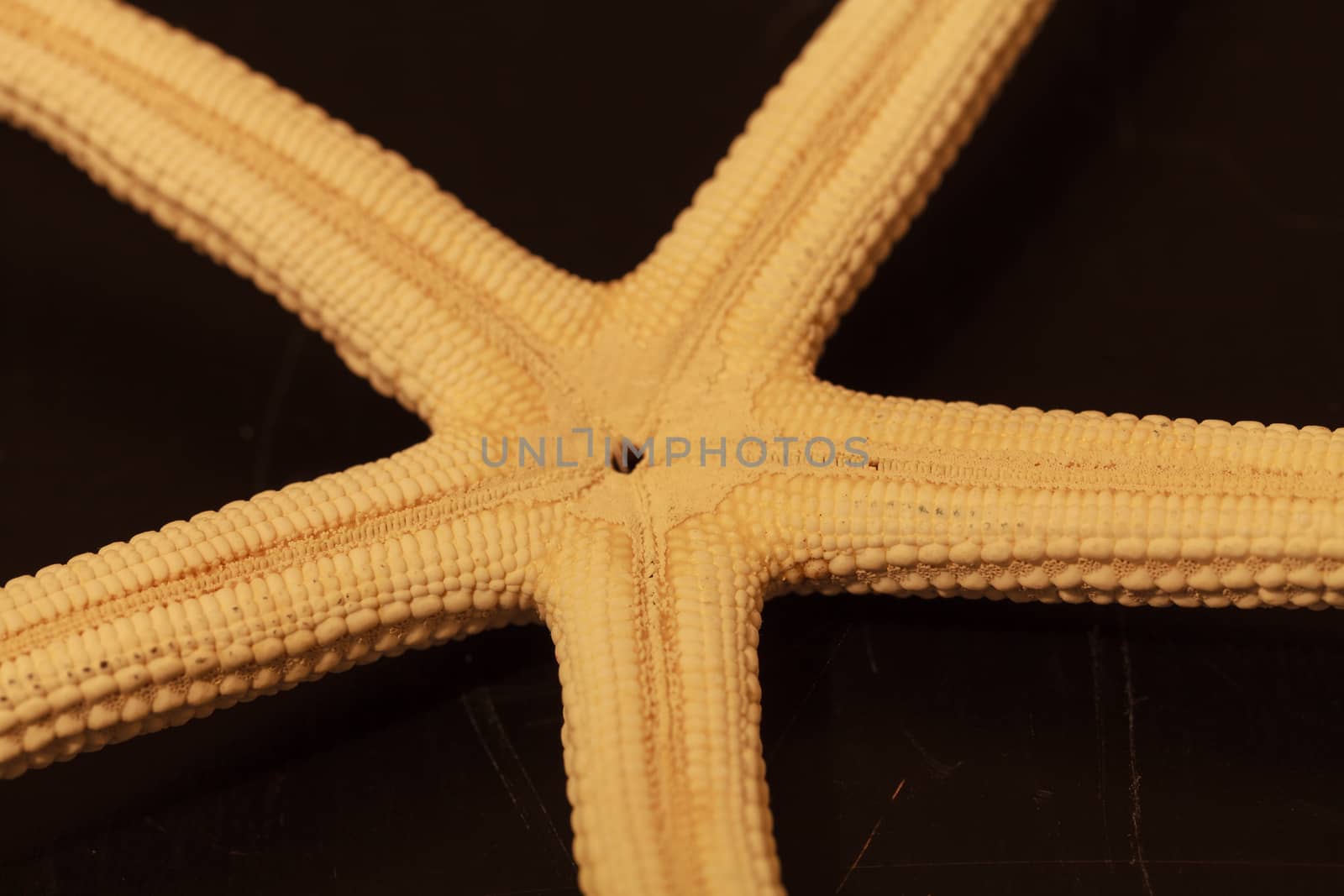 Close up on white Finger Starfish by steffstarr