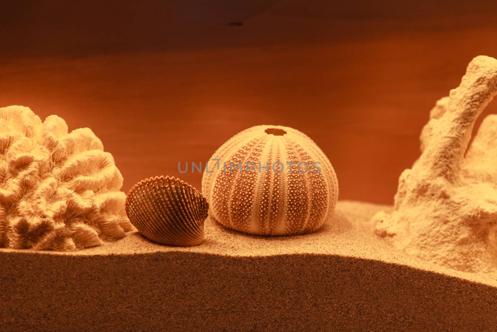 Bleached coral and urchin skeleton decor on a bronzed background