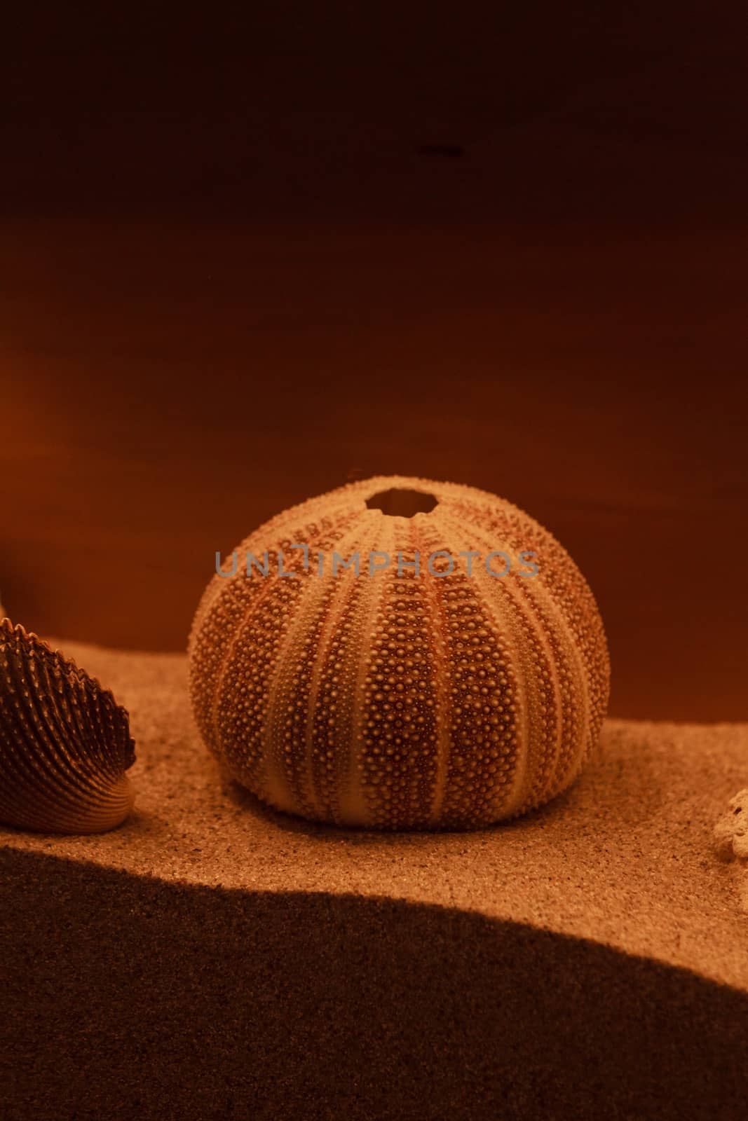 Bleached coral and urchin skeleton decor on a bronzed background