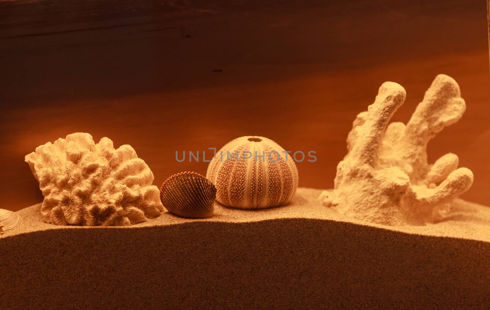 Bleached coral and urchin skeleton decor on a bronzed background