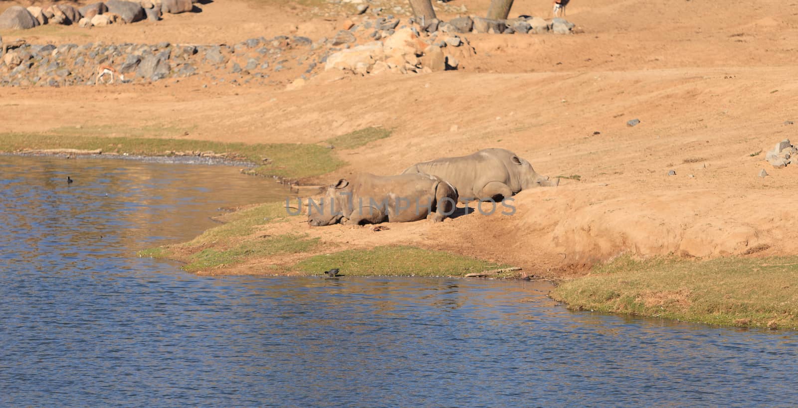 White African rhinoceros by steffstarr