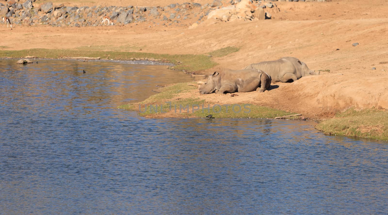 White African rhinoceros by steffstarr