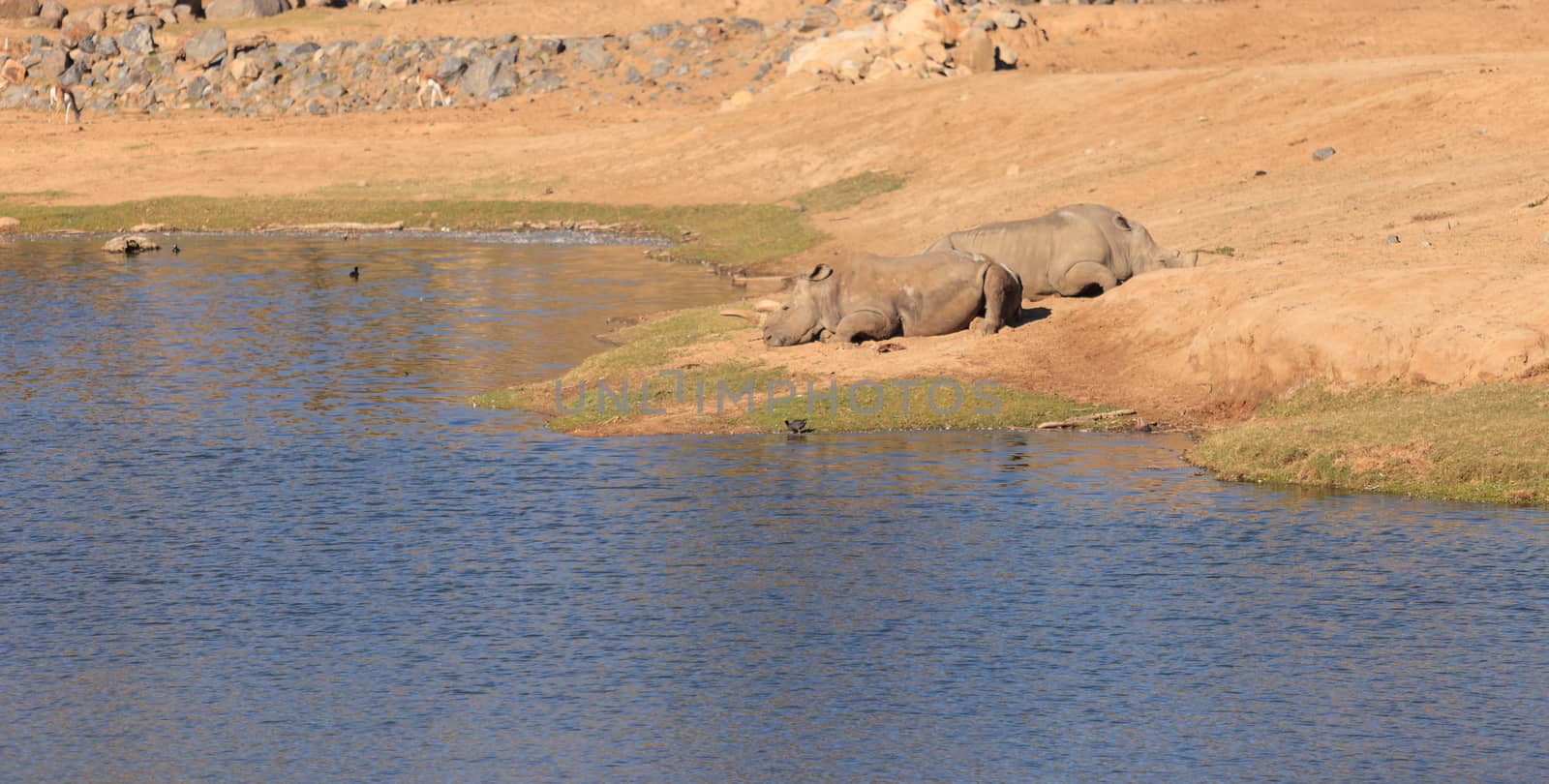 White African rhinoceros by steffstarr