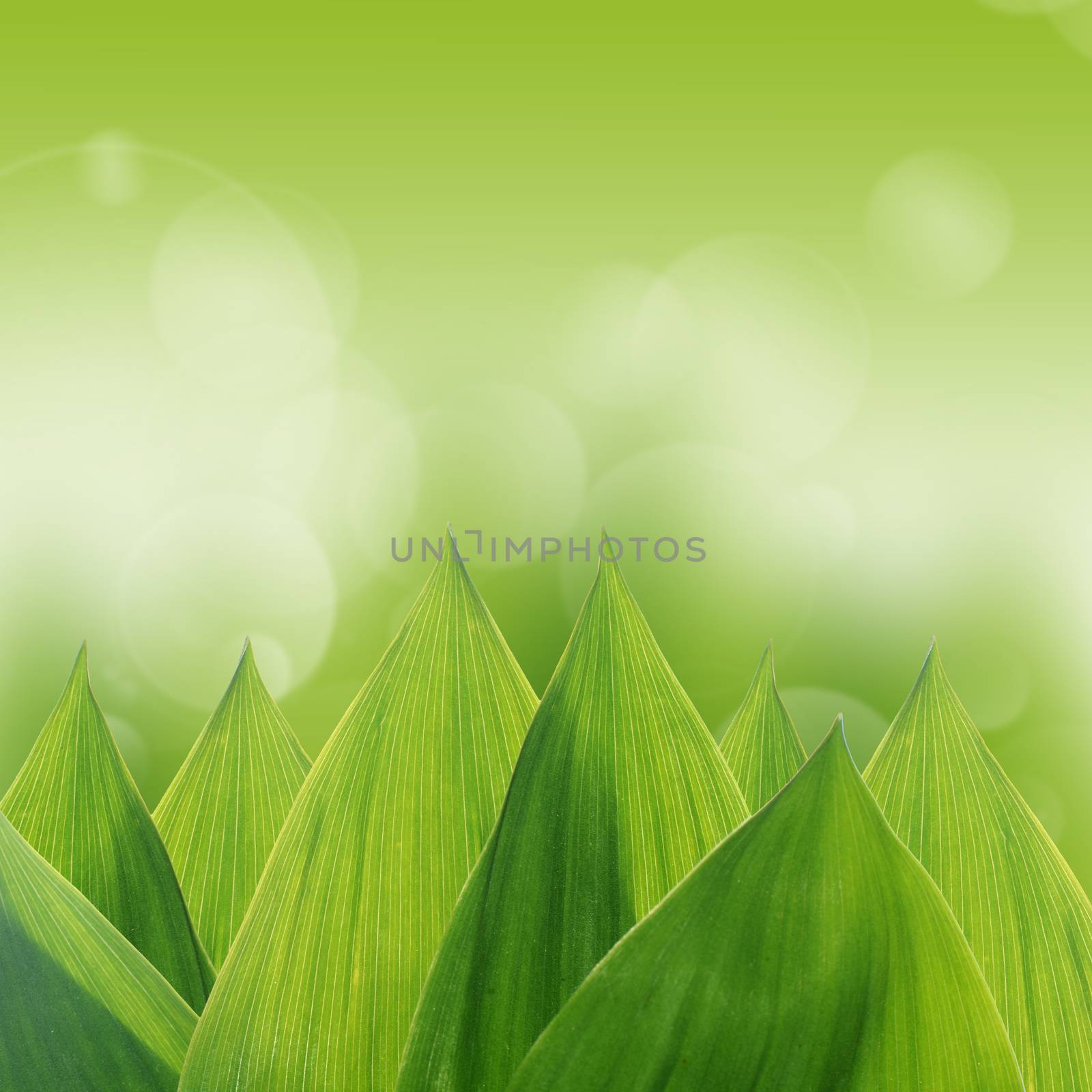Green leaves of lily of the valley