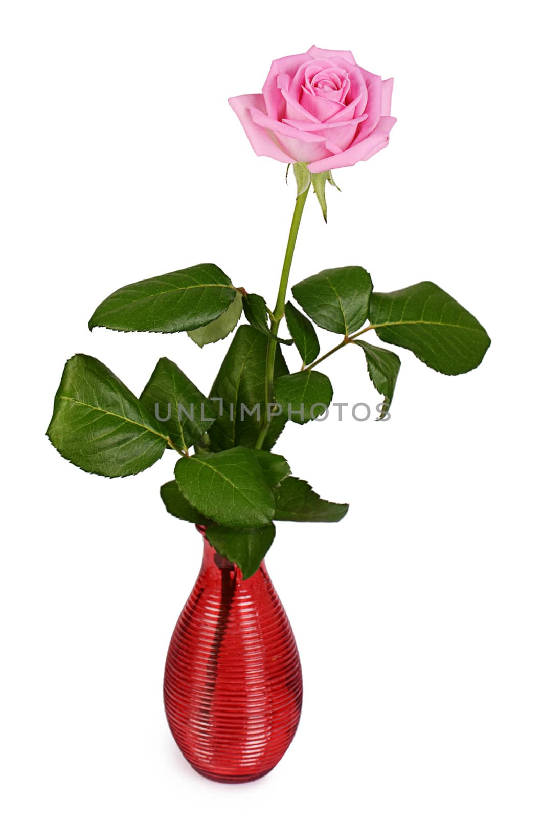 The pink rose on a white background