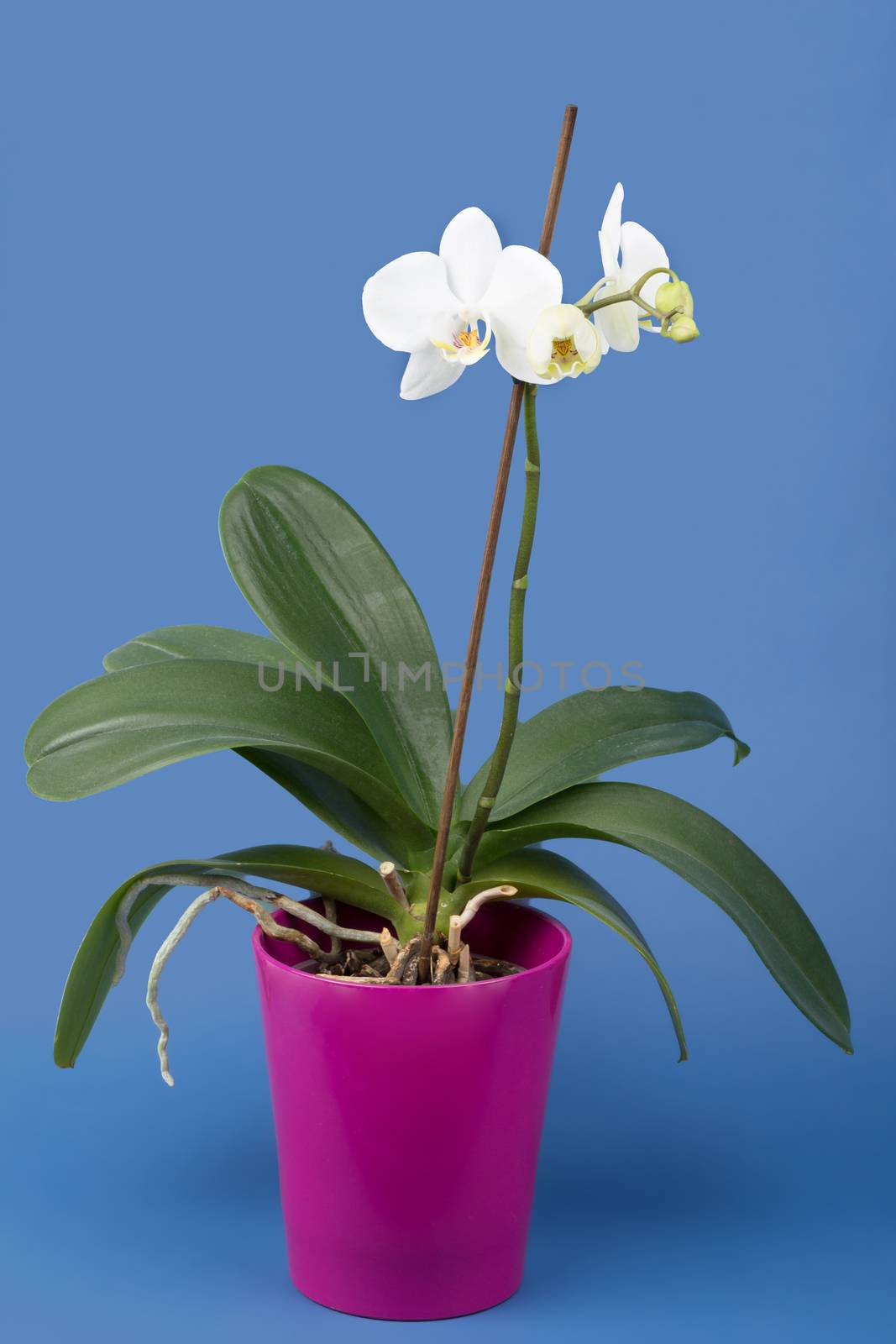 romantic branch of white orchid on blue background, studio shoot