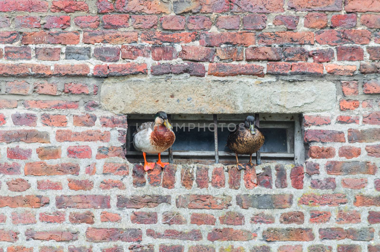 Ducks on a projecting wall by JFsPic