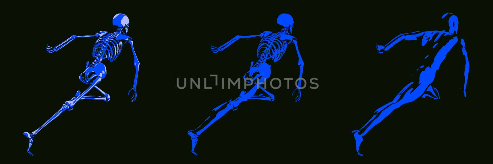 Human Body and Skeleton Anatomy Xray Concept