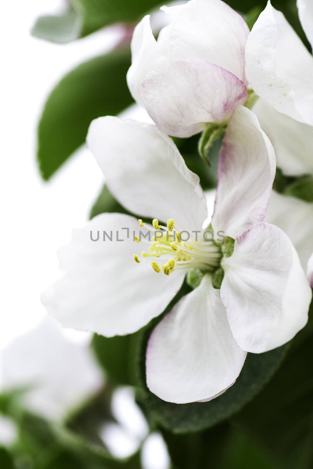 White apple tree flower blooming with green leaves