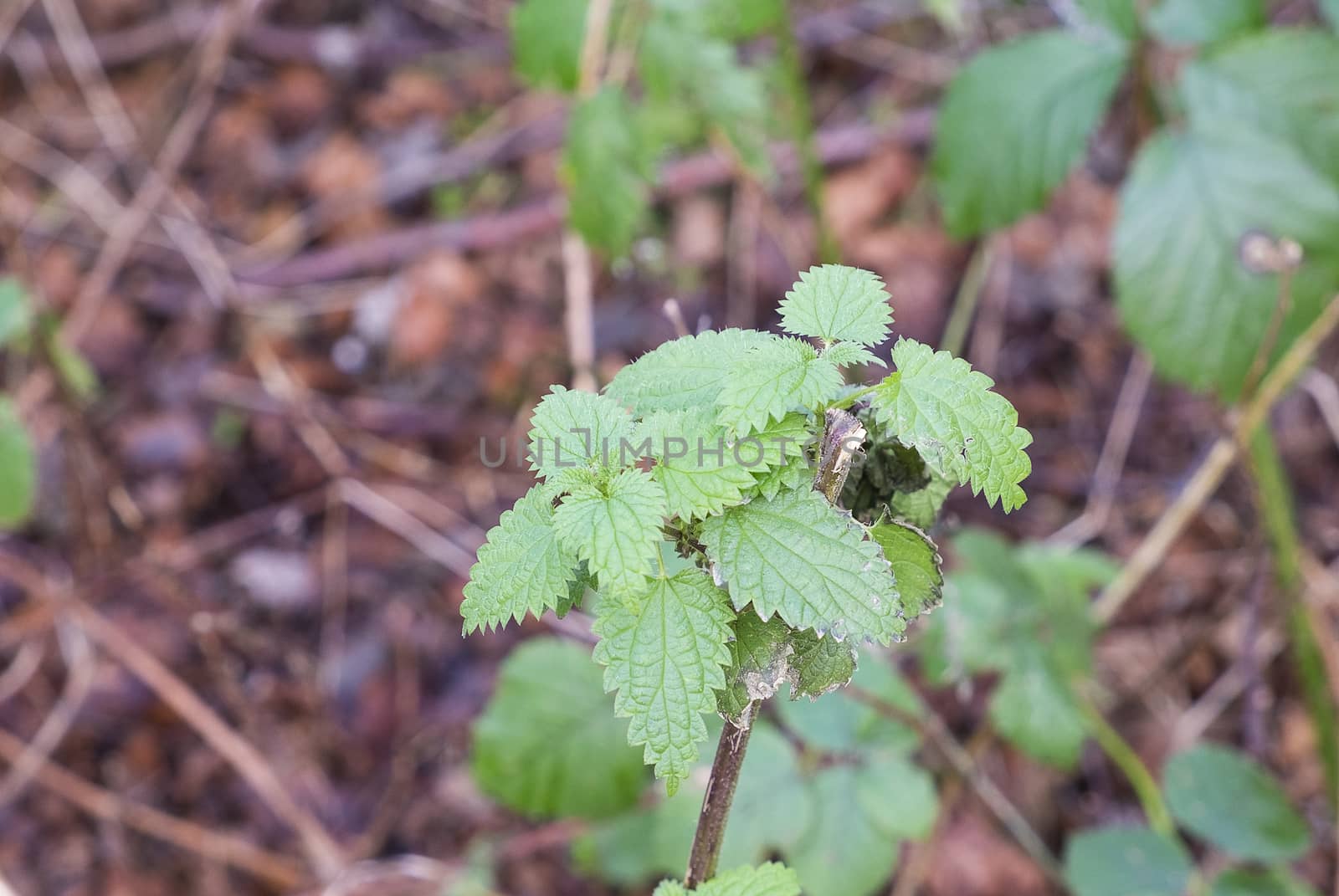 close up of nettle plant growing wild in woodland