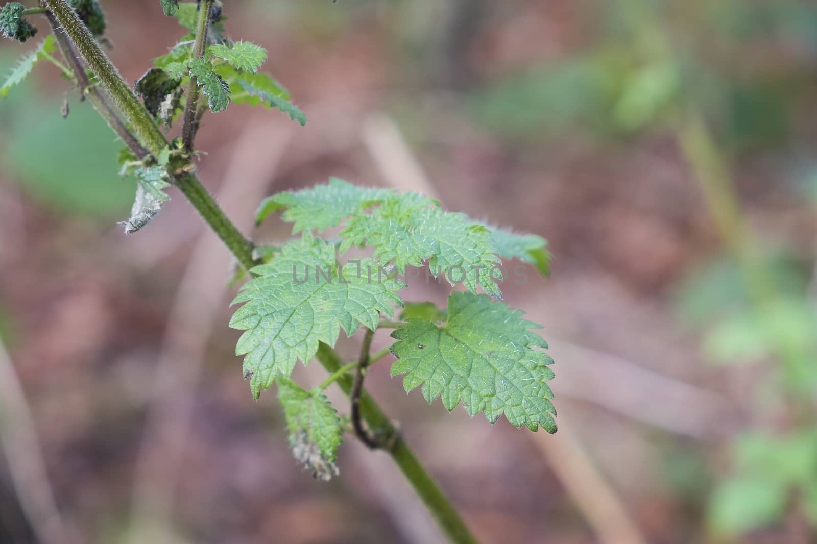 close up of nettle plant growing wild in woodland