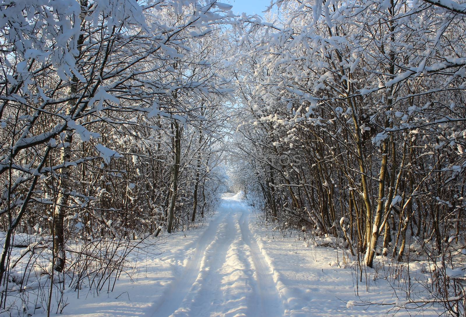 Winter forest and road after a snowfall on Christmas in the dead of winter.