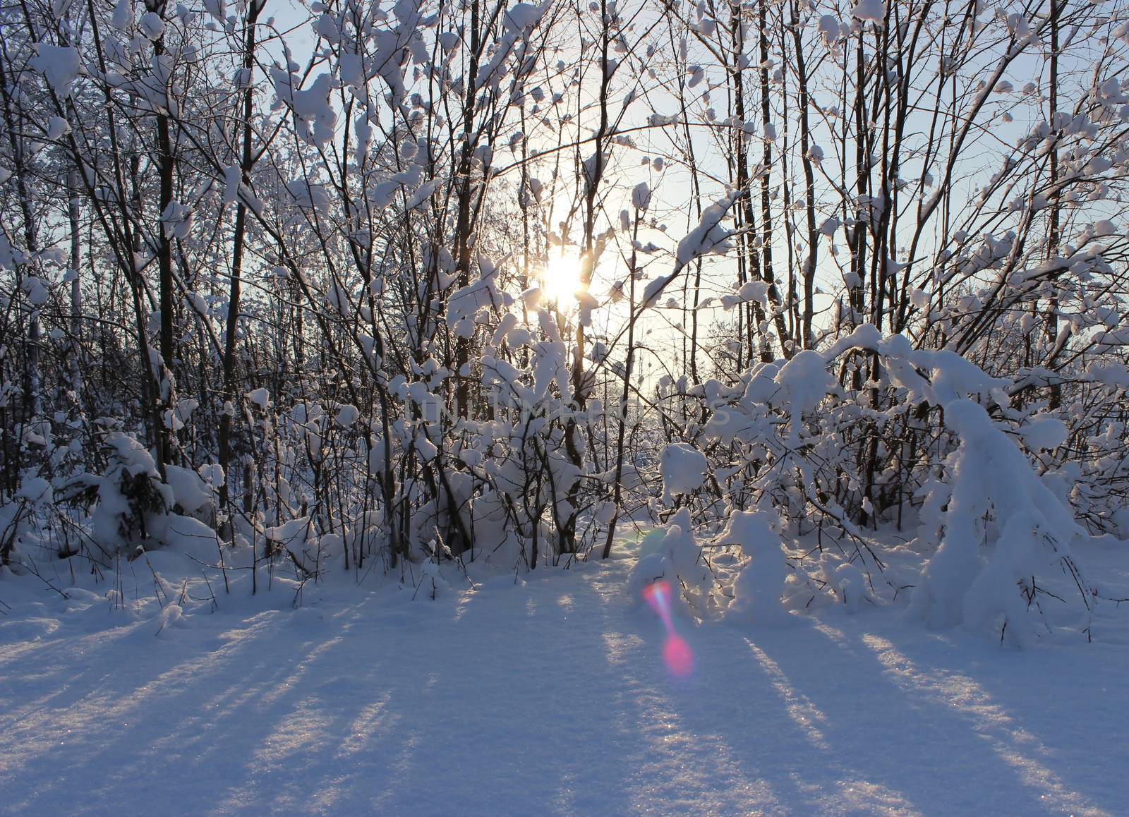 Winter forest after a snowfall on Christmas in the dead of winter.