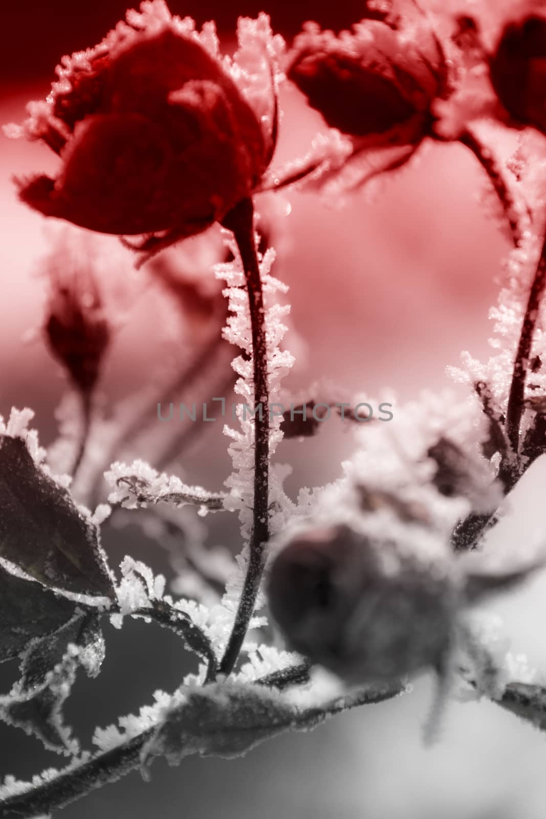 Ice Rose by Fr@nk