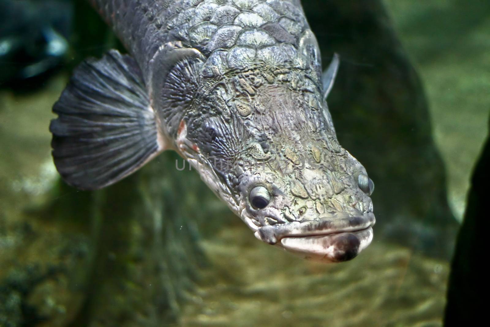Fish in an aquarium tank